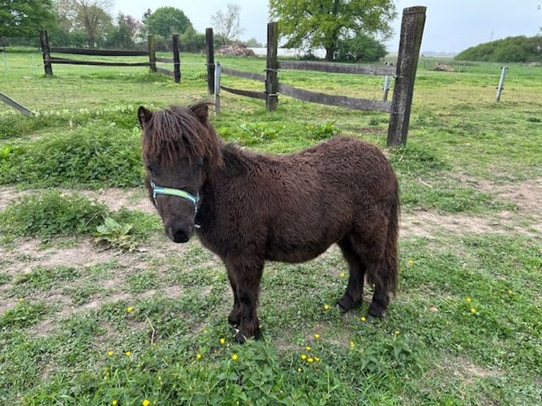 Shetland Ponies Mix Stallion 1 year 8,3 hh Black in 23b