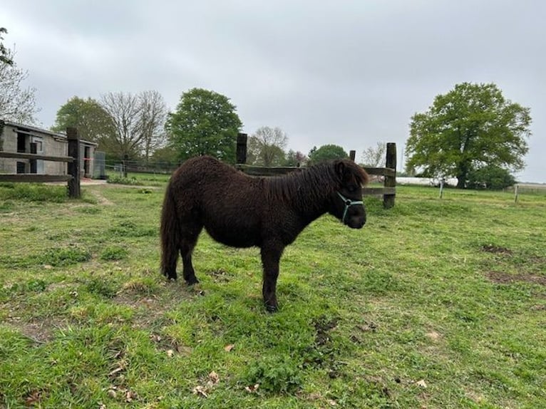 Shetland Ponies Mix Stallion 1 year 8,3 hh Black in 23b