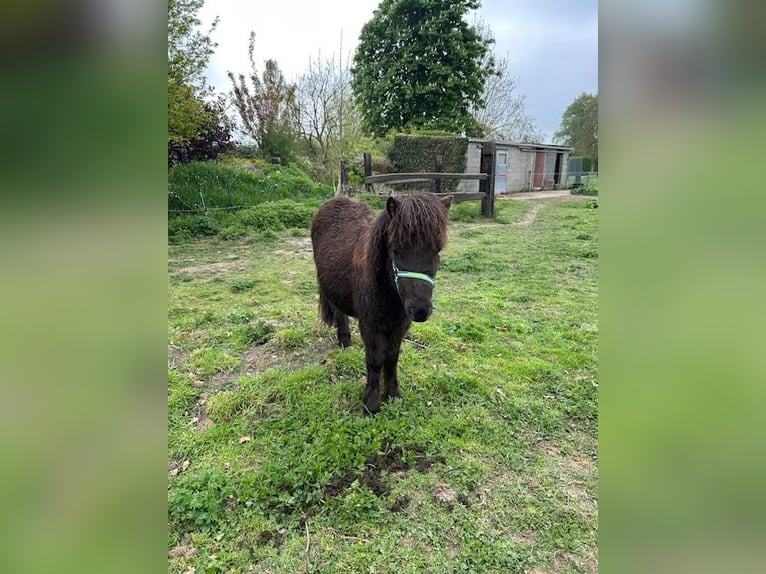 Shetland Ponies Mix Stallion 1 year 8,3 hh Black in 23b