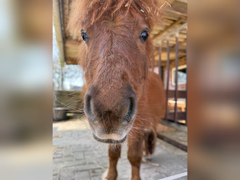 Shetland Ponies Stallion 1 year 8,3 hh Chestnut-Red in Elsfleth Shetland Ponies Stallion 1 year 8,3 hh Chestnut-Red in Elsfleth