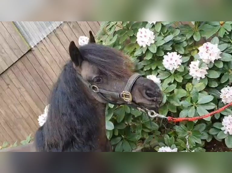 Shetland Ponies Stallion 1 year 9,1 hh Black in Lübbecke