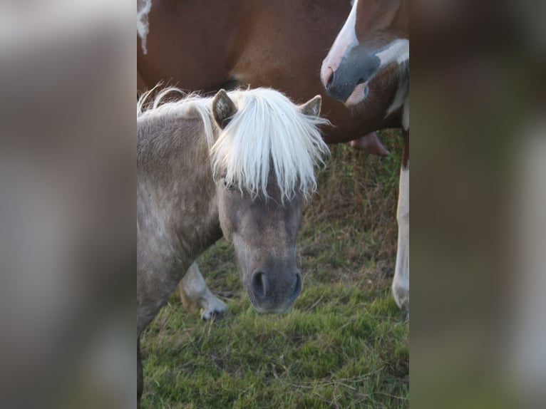 Shetland Ponies Stallion 1 year 9,1 hh in Flensburg