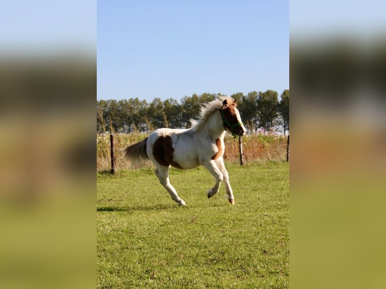 Shetland Ponies Stallion 1 year 9,1 hh Pinto in Rockanje