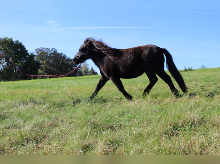 Shetland Ponies Stallion 1 year 9,2 hh Black in Neukirchen/Pleiße