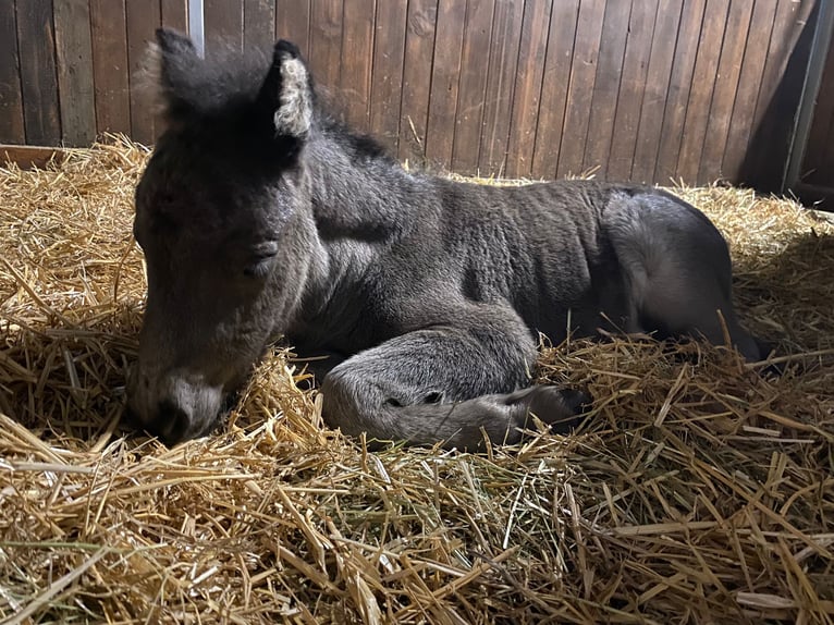 Shetland Ponies Stallion 1 year 9,2 hh Black in Neukirchen/Pleiße