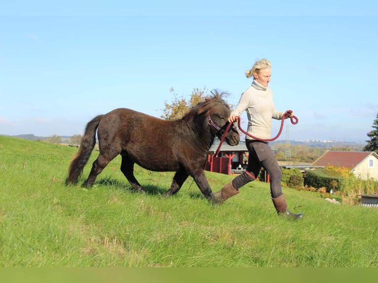 Shetland Ponies Stallion 1 year 9,2 hh Black in Neukirchen/Pleiße