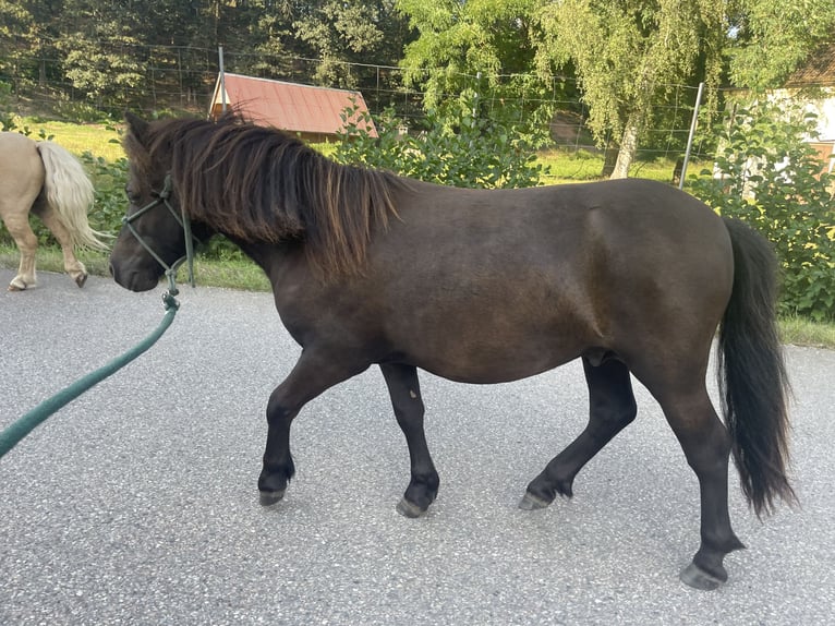 Shetland Ponies Stallion 1 year 9,2 hh Black in Neukirchen/Pleiße