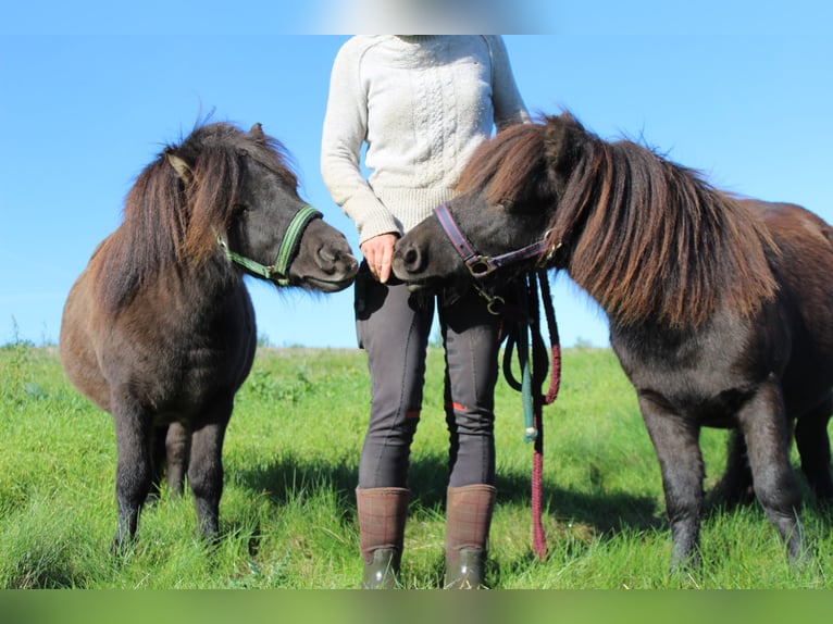 Shetland Ponies Stallion 1 year 9,2 hh Black in Neukirchen/Pleiße