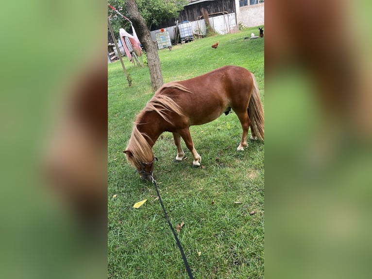 Shetland Ponies Stallion 1 year 9,2 hh Chestnut-Red in Lanitz-Hassel-Tal