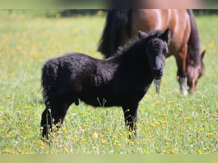 Shetland Ponies Stallion 1 year 9,2 hh Gray-Dapple in Neumünster