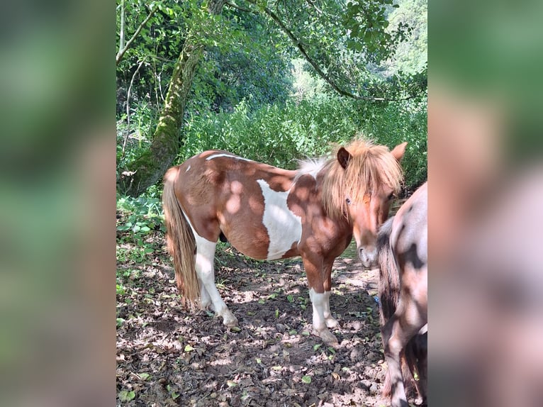 Shetland Ponies Stallion 1 year 9,2 hh Pinto in Michelstadt