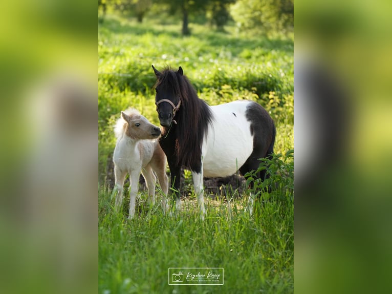 Shetland Ponies Stallion 1 year 9,1 hh Pinto in Mülheim-Kärlich