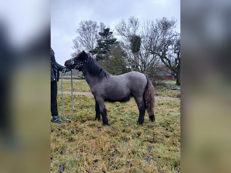 Shetland Ponies Stallion 1 year 9,2 hh Black in Hästveda