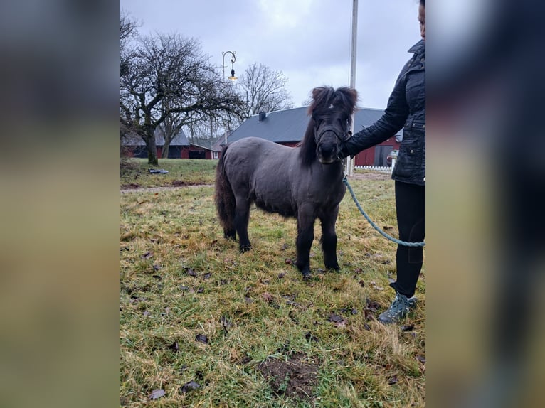 Shetland Ponies Stallion 1 year 9,2 hh Black in Hästveda
