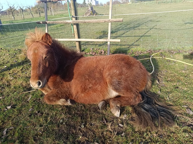Shetland Ponies Stallion 1 year 9,2 hh Chestnut-Red in Offenburg