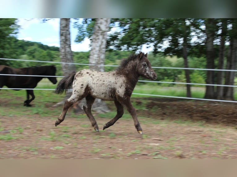 Shetland Ponies Stallion 1 year 9,2 hh Leopard-Piebald in Eisenberg