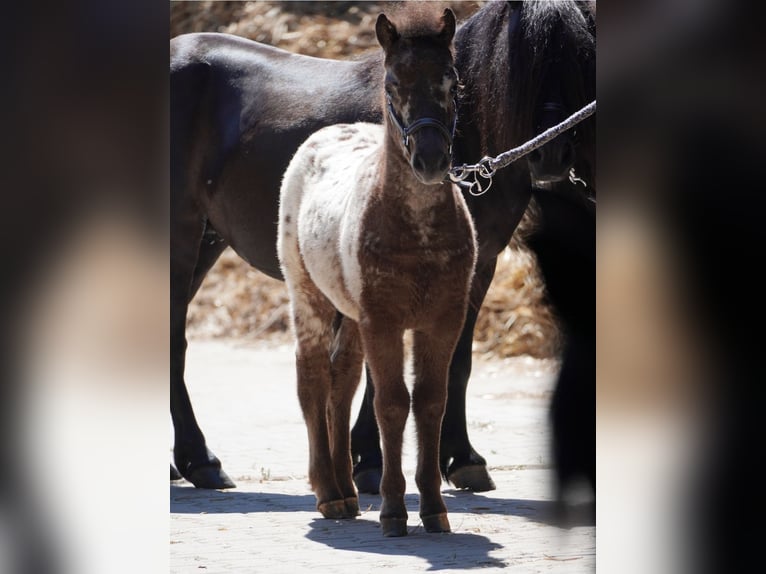 Shetland Ponies Stallion 1 year 9,2 hh Leopard-Piebald in Eisenberg