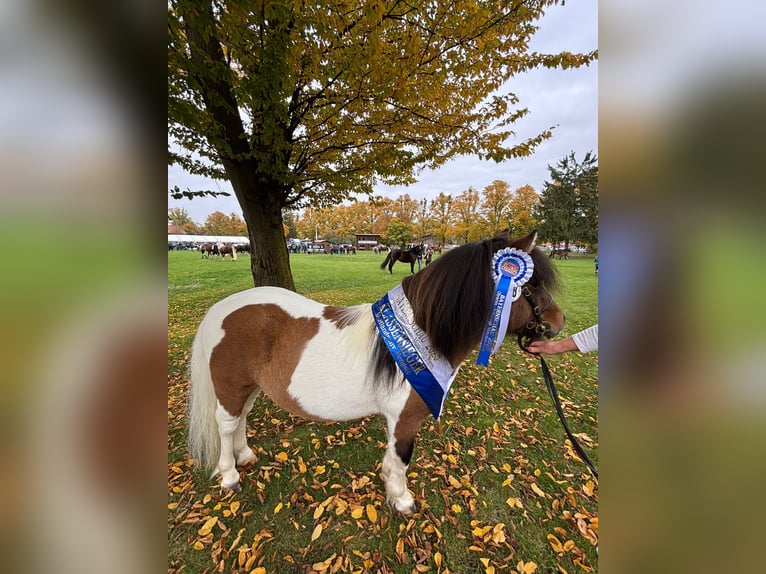 Shetland Ponies Stallion 1 year 9,2 hh Pinto in Stephanskirchen