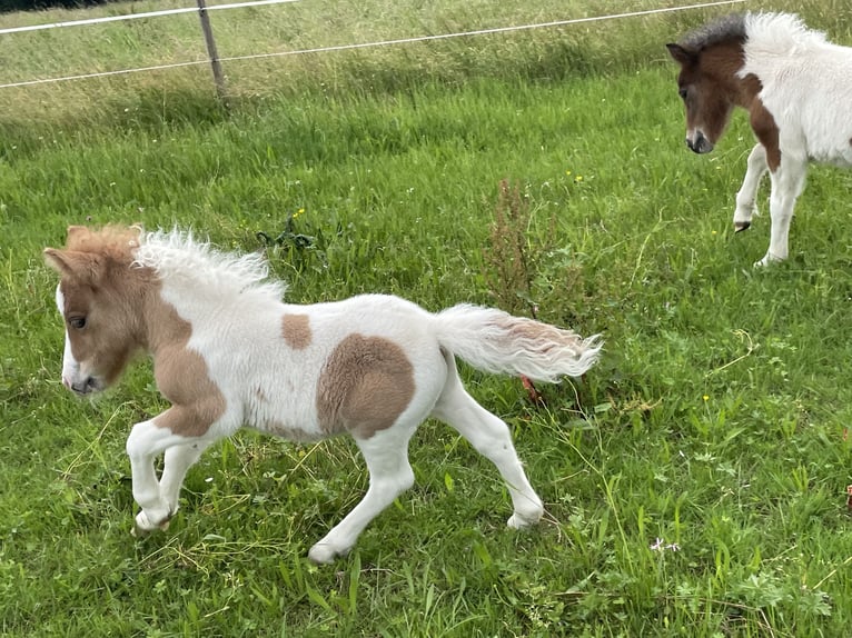 Shetland Ponies Stallion 1 year 9,2 hh Pinto in Stephanskirchen