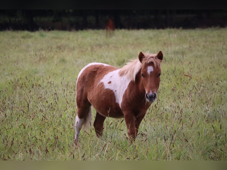 Shetland Ponies Stallion 1 year 9,2 hh Pinto in Peckfitz