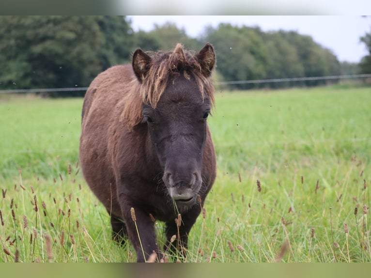 Shetland Ponies Stallion 1 year 9,2 hh Pinto in Peckfitz