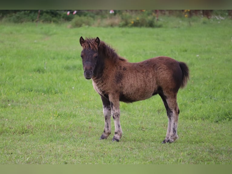 Shetland Ponies Stallion 1 year 9,2 hh Pinto in Peckfitz