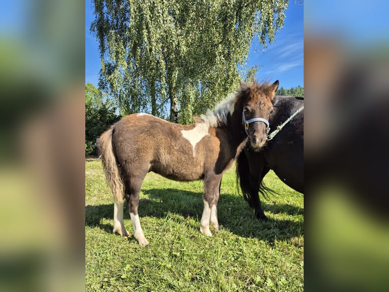 Shetland Ponies Stallion 1 year 9,2 hh Pinto in Steinen