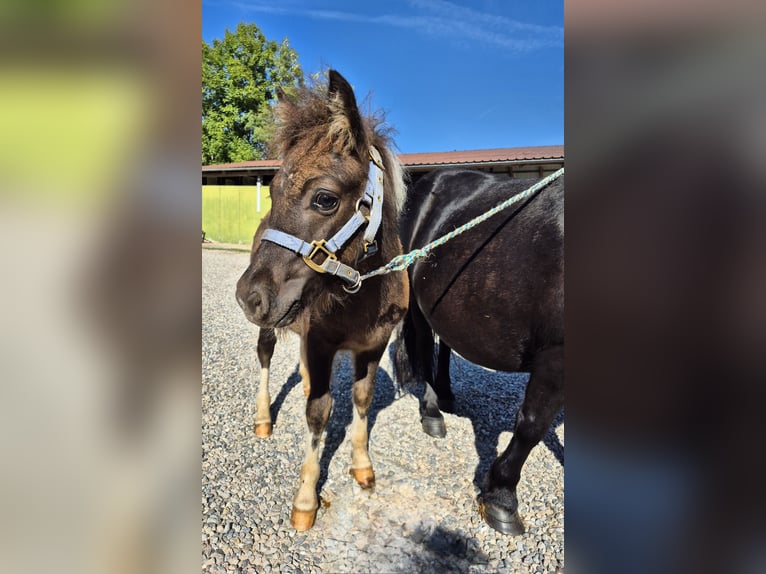 Shetland Ponies Stallion 1 year 9,2 hh Pinto in Steinen