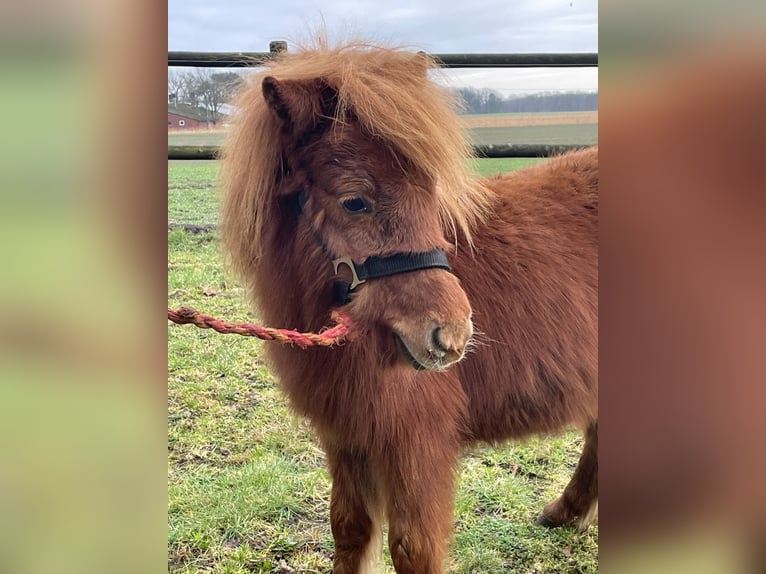 Shetland Ponies Stallion 1 year Chestnut-Red in Telgte