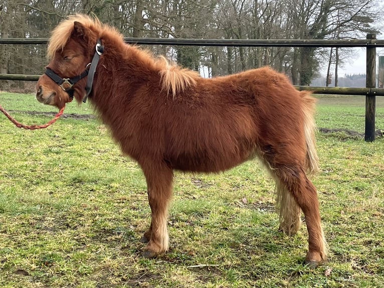 Shetland Ponies Stallion 1 year Chestnut-Red in Telgte