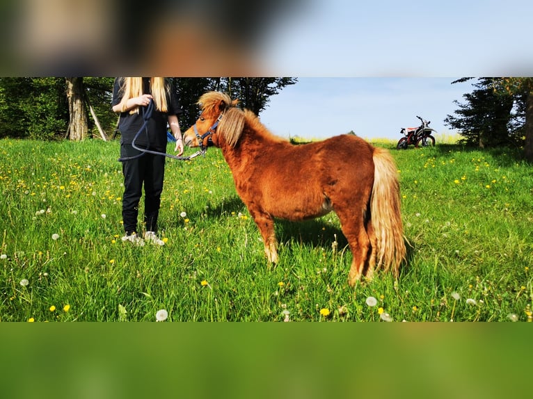 Shetland Ponies Stallion 1 year Chestnut-Red in Sinntal