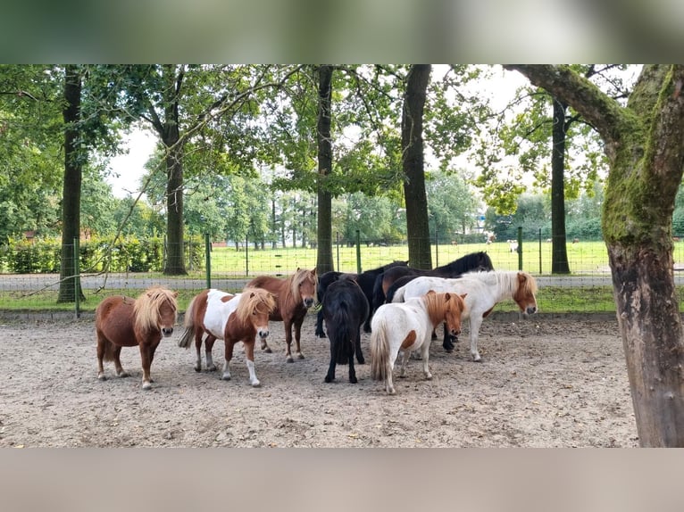 Shetland Ponies Mix Stallion 1 year in Verl