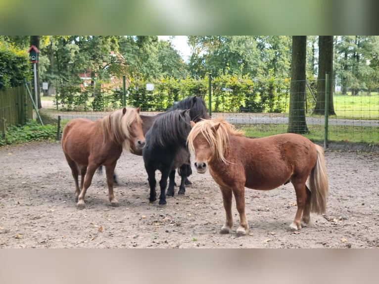 Shetland Ponies Mix Stallion 1 year in Verl