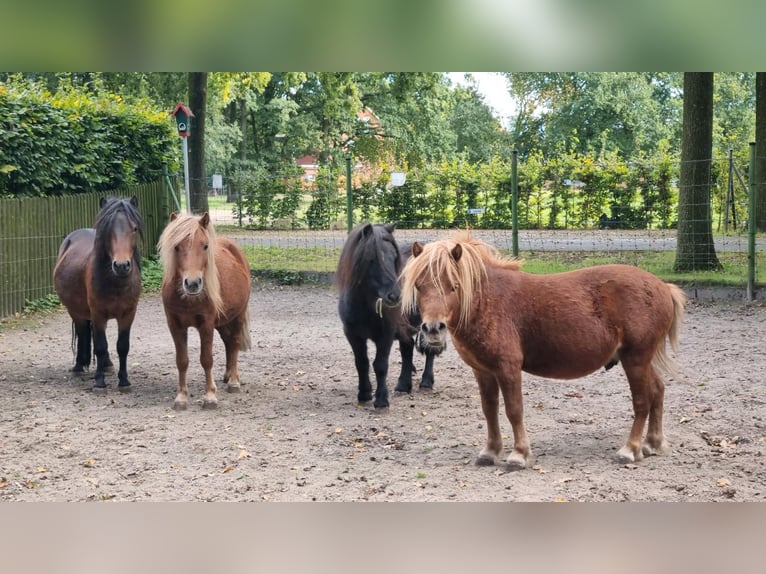 Shetland Ponies Mix Stallion 1 year in Verl