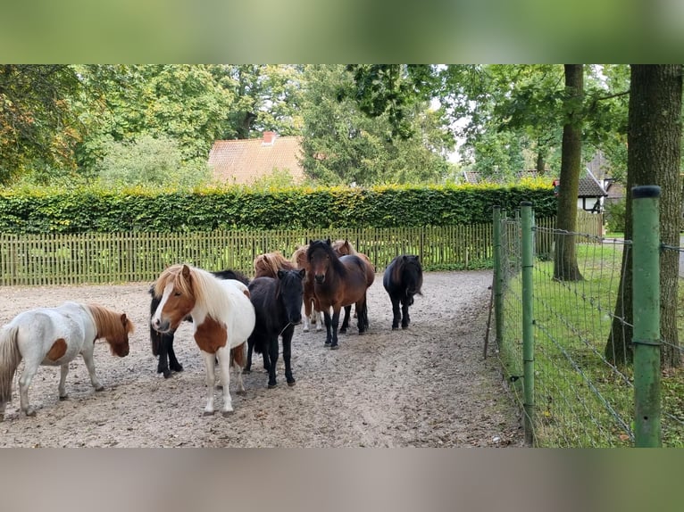 Shetland Ponies Mix Stallion 1 year in Verl