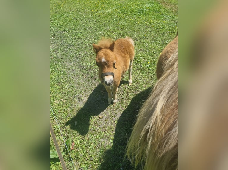 Shetland Ponies Stallion 1 year in Vroomshoop