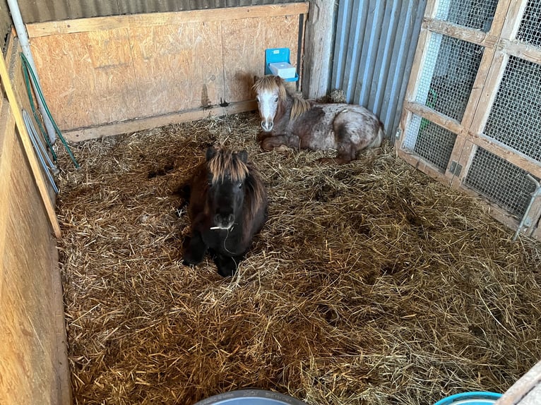 Shetland Ponies Stallion 1 year Leopard-Piebald in Quedlinburg