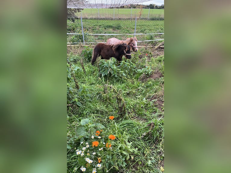 Shetland Ponies Stallion 1 year Leopard-Piebald in Quedlinburg