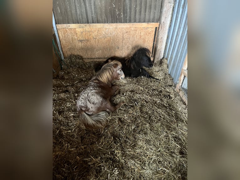 Shetland Ponies Stallion 1 year Leopard-Piebald in Quedlinburg