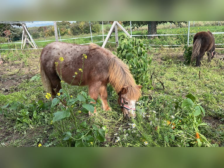 Shetland Ponies Stallion 1 year Leopard-Piebald in Quedlinburg