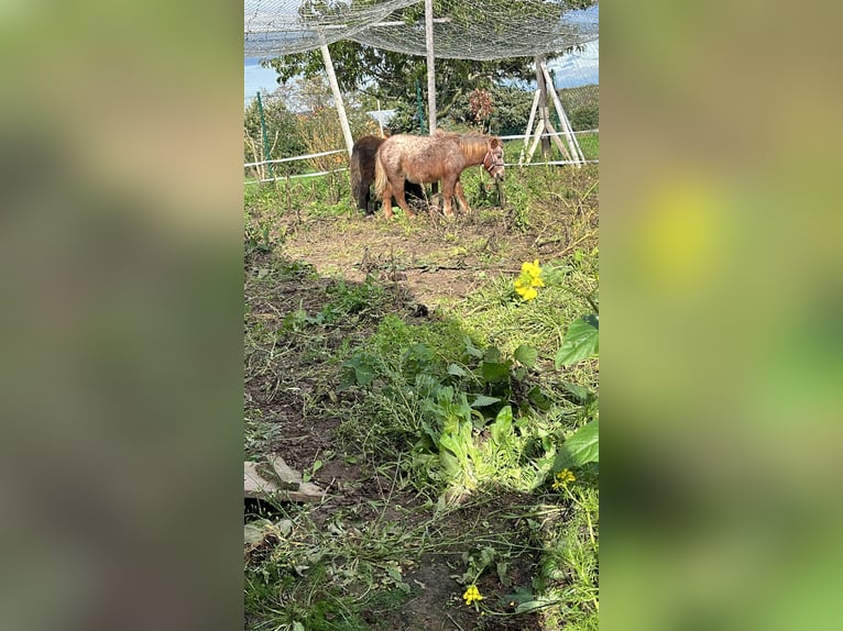 Shetland Ponies Stallion 1 year Leopard-Piebald in Quedlinburg