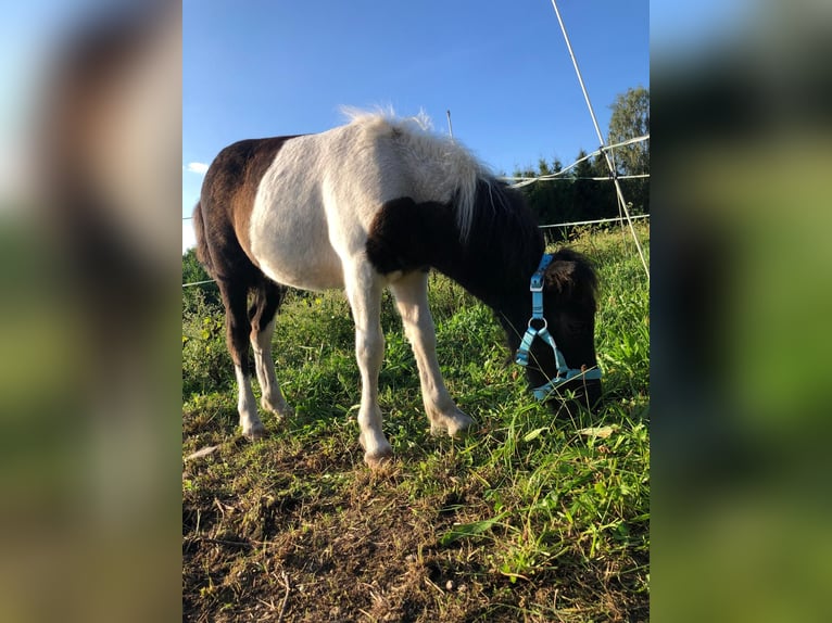 Shetland Ponies Stallion 1 year Pinto in Schönheide