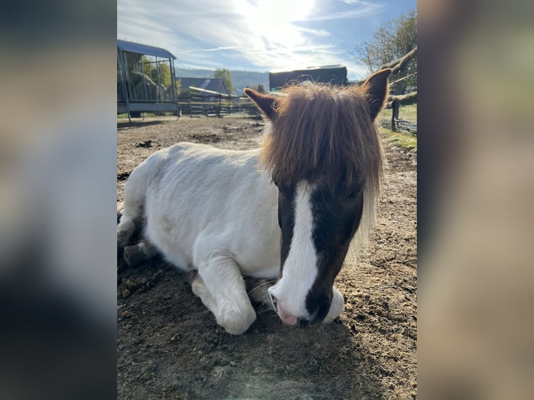 Shetland Ponies Stallion 20 years 10.1 hh Pinto in Dautphetal