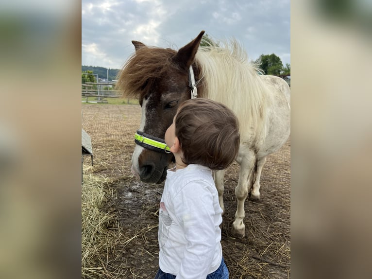 Shetland Ponies Stallion 20 years 10.1 hh Pinto in Dautphetal