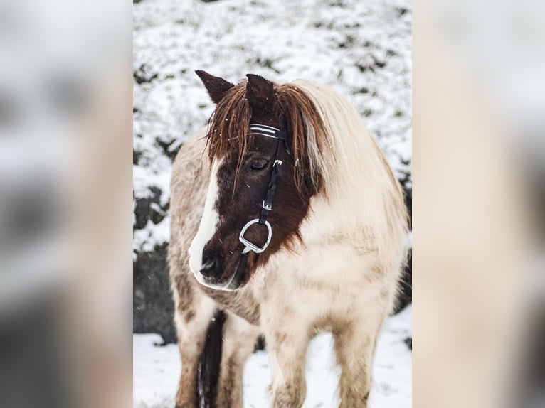 Shetland Ponies Stallion 20 years 10.1 hh Pinto in Dautphetal