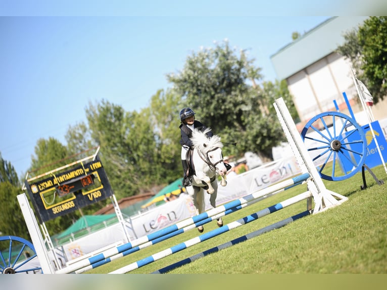 Shetland Ponies Stallion 20 years 10,2 hh Pinto in León