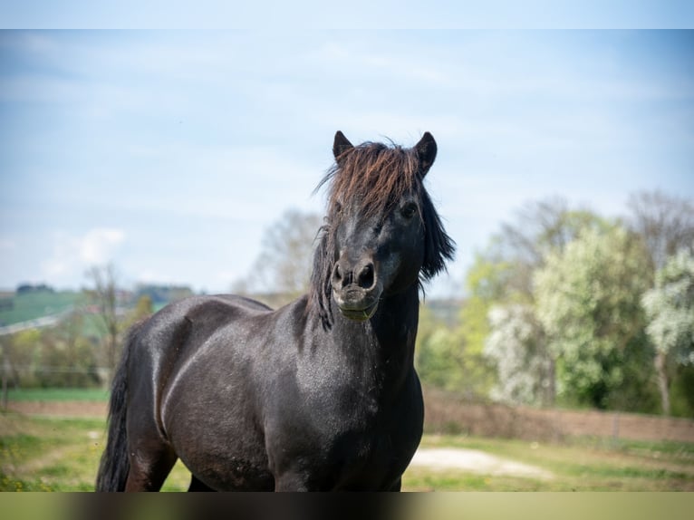 Shetland Ponies Stallion 21 years 10,2 hh Black in Schlierbach