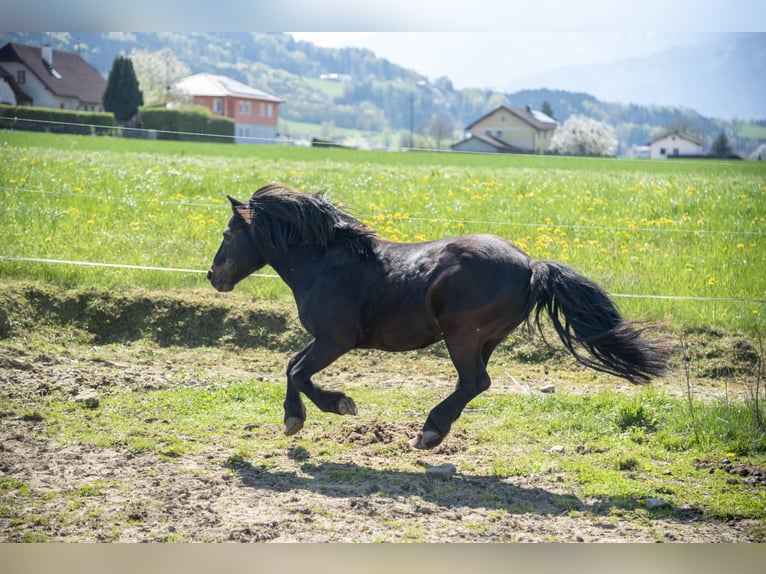 Shetland Ponies Stallion 21 years 10,2 hh Black in Schlierbach