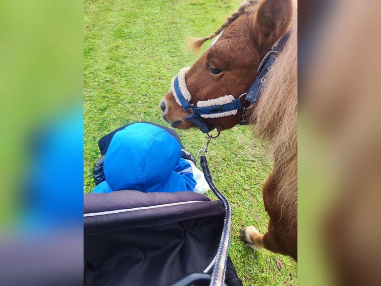 Shetland Ponies Stallion 2 years 10,1 hh Chestnut-Red in Quedlinburg