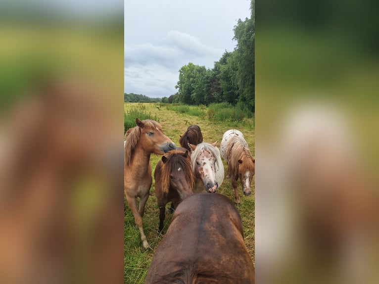 Shetland Ponies Stallion 2 years 10,1 hh Leopard-Piebald in Misselwarden